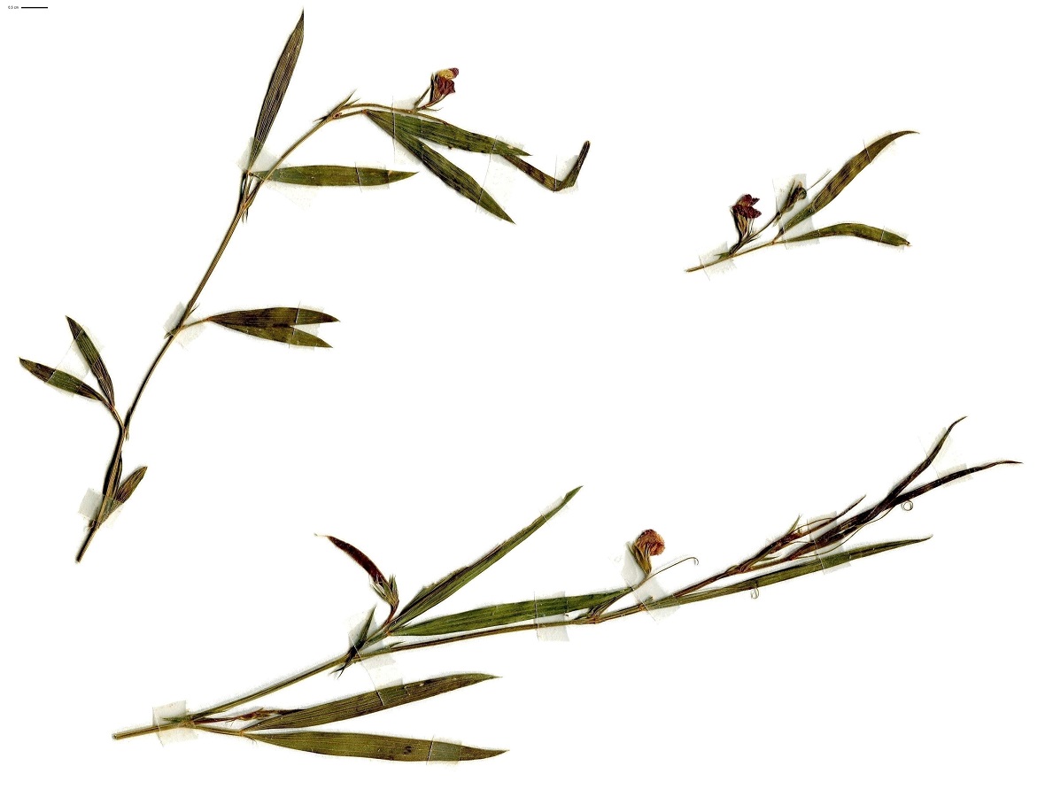 Lathyrus sphaericus (Fabaceae)